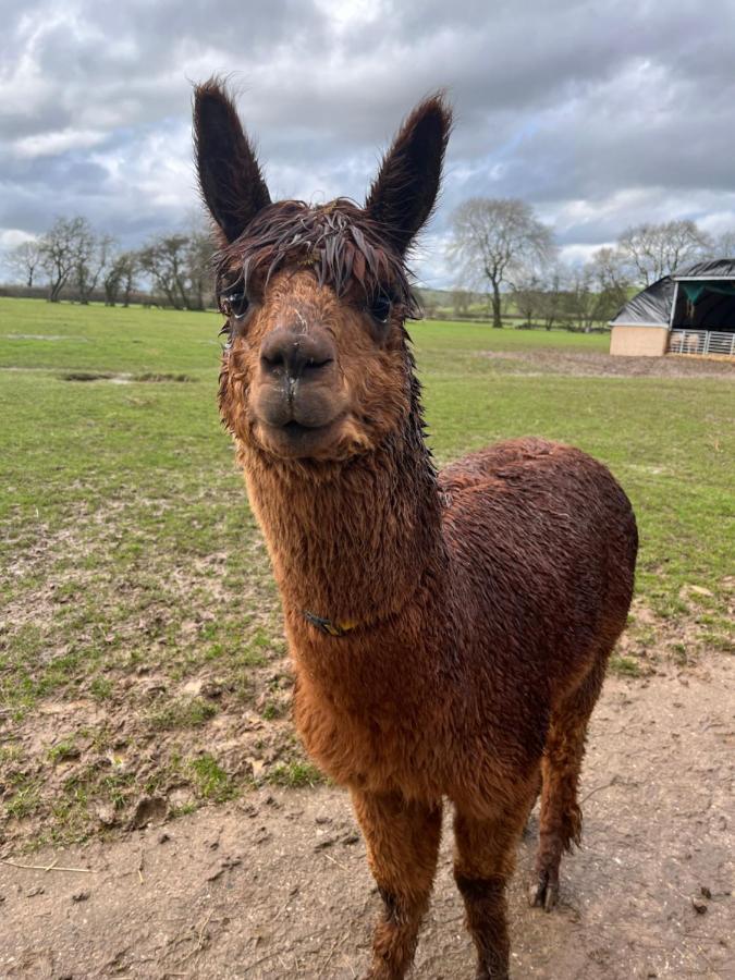 Rustic Retreats Jacks Cottage With Hot Tub & Alpaca Walking Experiences 马特洛克 外观 照片