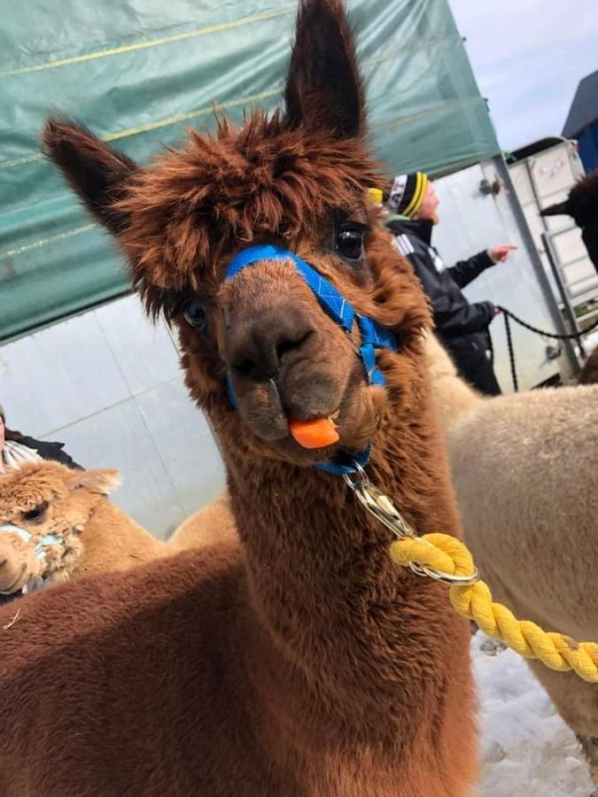 Rustic Retreats Jacks Cottage With Hot Tub & Alpaca Walking Experiences 马特洛克 外观 照片
